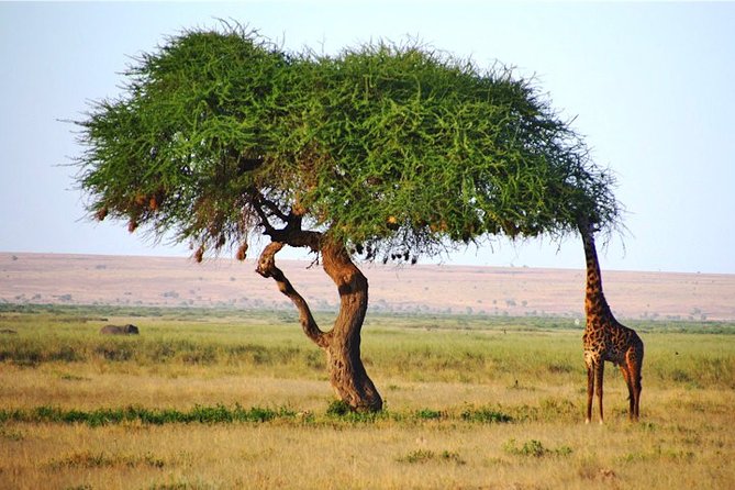 Day Trip - Tsavo East National Park ( Man Eater Lions of Tsavo & Other Big Five) - Entering Tsavo through dry, open country