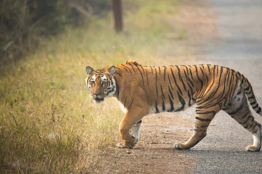 Delhi Agra Jaipur Golden Triangle Multiday Trip with Safari - Key points at a glance