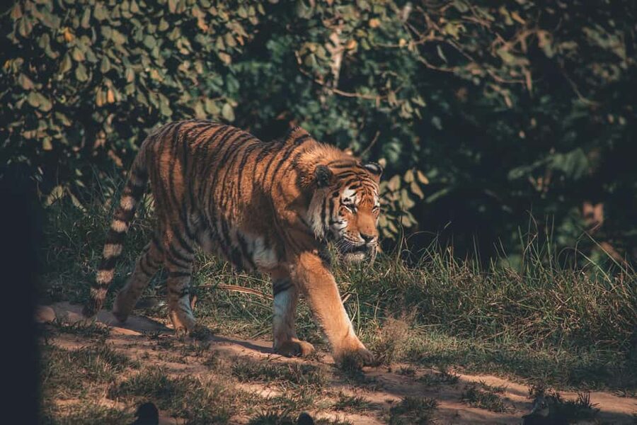 Delhi Agra Jaipur Golden Triangle Multiday Trip with Safari - Jaipur: forts, astronomy, and the Pink City
