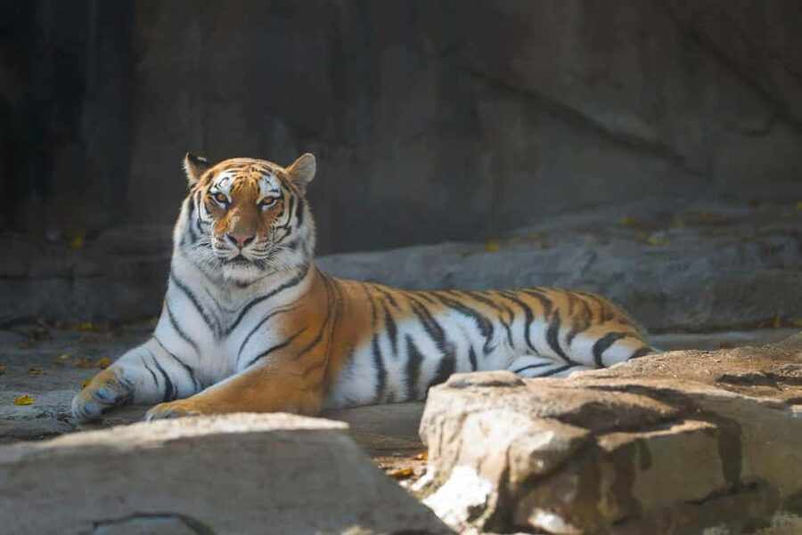 Delhi Agra Jaipur Golden Triangle Multiday Trip with Safari - Private transport is the tour’s strongest practical feature