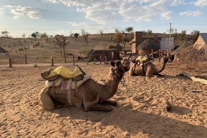 Desert Camel Safari Day Tour In Jodhpur - Is $24 a good price?