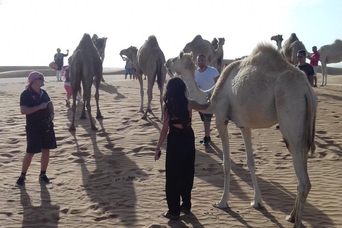 Desert Safari Tour, Quad Bike with BBQ Dinner & Show from Dubai - Sunset camp dinner and the evening show