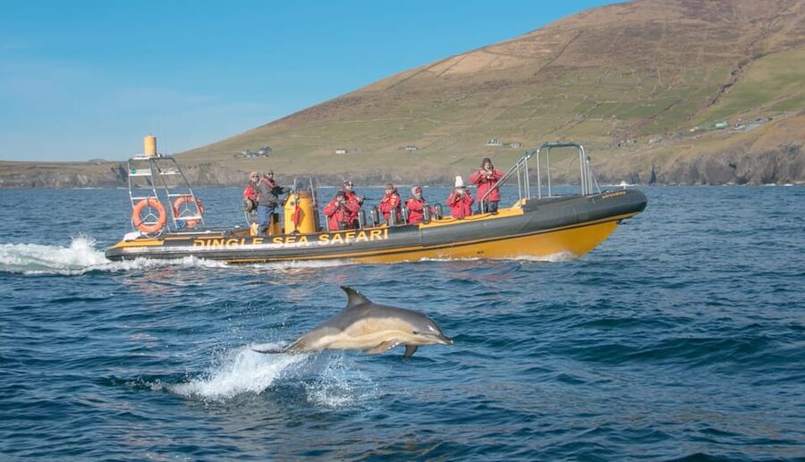 Dingle: Sea Safari by RIB Boat - Key points to know before booking