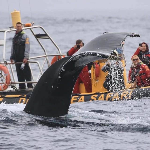 Dingle: Sea Safari by RIB Boat - Watching for seals and seabirds