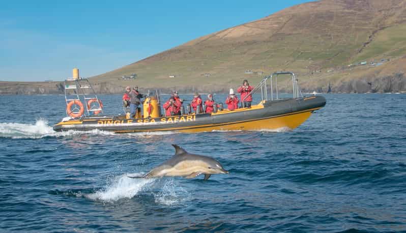 Dingle: Sea Safari by RIB Boat - Reaching Great Blasket Island