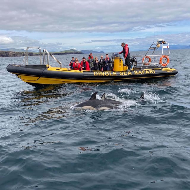 Dingle: Sea Safari by RIB Boat - What the 2.5-hour itinerary feels like