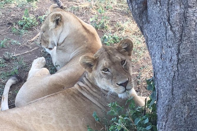 Discover The World's Top Best 4-day Tanzania Group Camping safari - Day four: Ngorongoro Crater and the return to Arusha