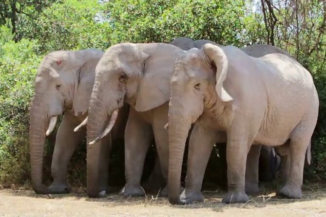 Discover The World's Top Best 4-day Tanzania Group Camping safari - What the $1,334 price covers
