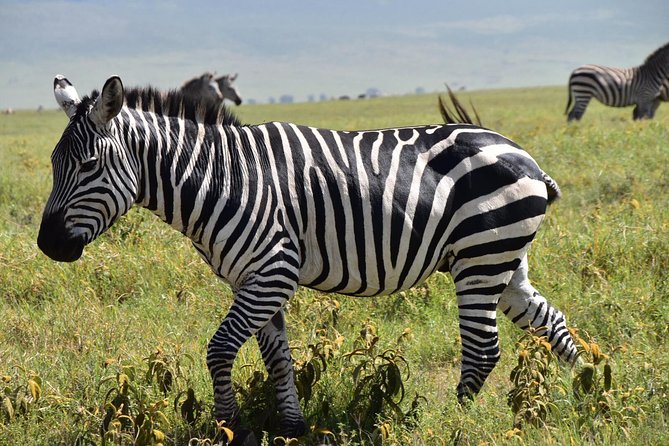 Discover The World's Top Best 4-day Tanzania Group Camping safari - Camping, food, and daily comfort
