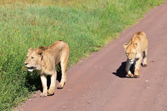 Discover The World's Top Best 4-day Tanzania Group Camping safari - The guide and vehicle make the difference