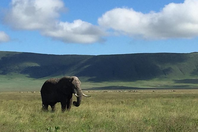 Discover The World's Top Best 4-day Tanzania Group Camping safari - Day two: a full day in Central Serengeti