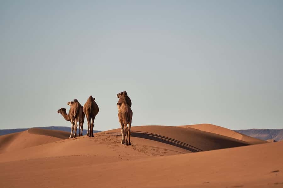 Doha: Combo City Tour, Souq Waqif & 4WD Desert Safari - Key points to know before you book