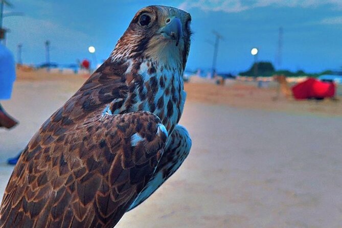 Doha Desert Safari Dune Bashing Camel Ride - Who will enjoy this safari most?
