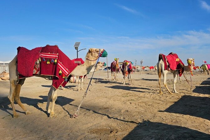Doha Desert Safari Dune Bashing Camel Ride - Dune bashing with Hamad, Saif, or another driver