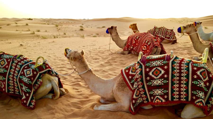 Doha: Dune Bashing Safari, Falcon, Camel, ATV, Sandboarding - Sandboarding from the higher dunes