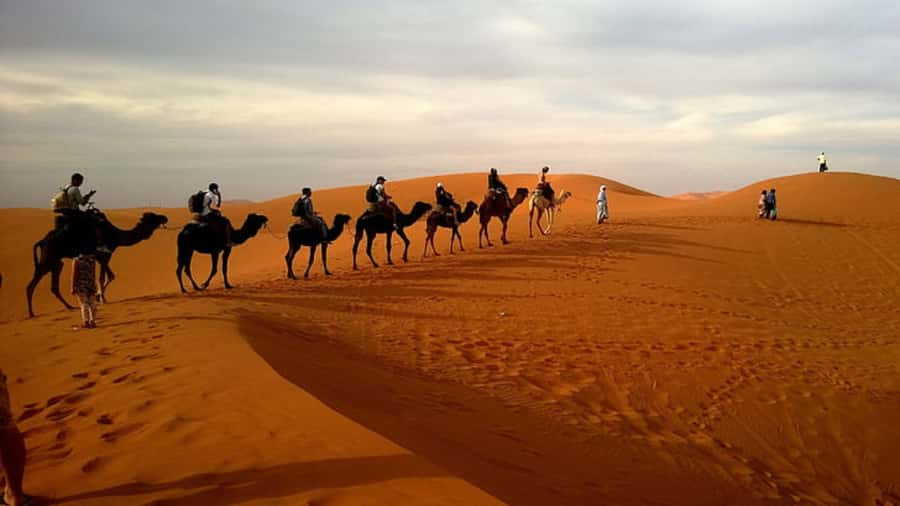 Doha: Dune Bashing Safari, Falcon, Camel, ATV, Sandboarding - The Inland Sea and the edge of Saudi Arabia