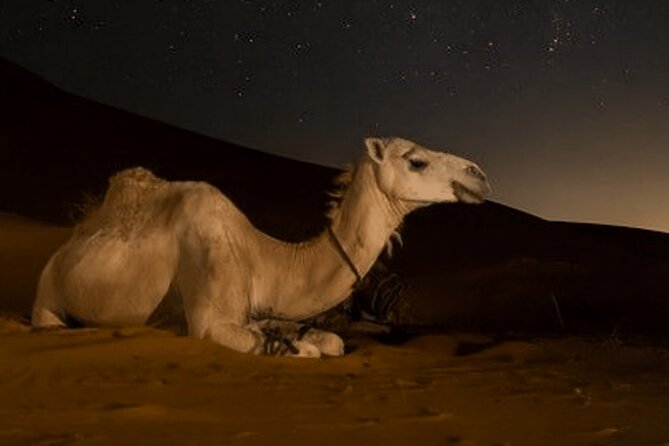 Doha Night Desert Safari Camel Ride Dune Bashing with Transfer - Barbecue dinner and optional extras