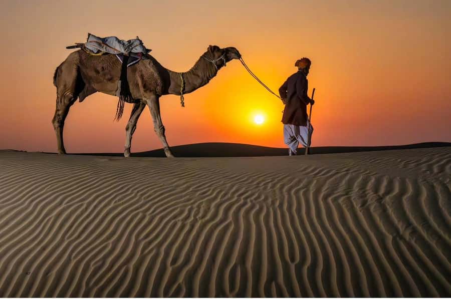 Doha Night Desert Safari Stargazing And Camel Ride - Inland Sea Beach: camels, coffee, and open views
