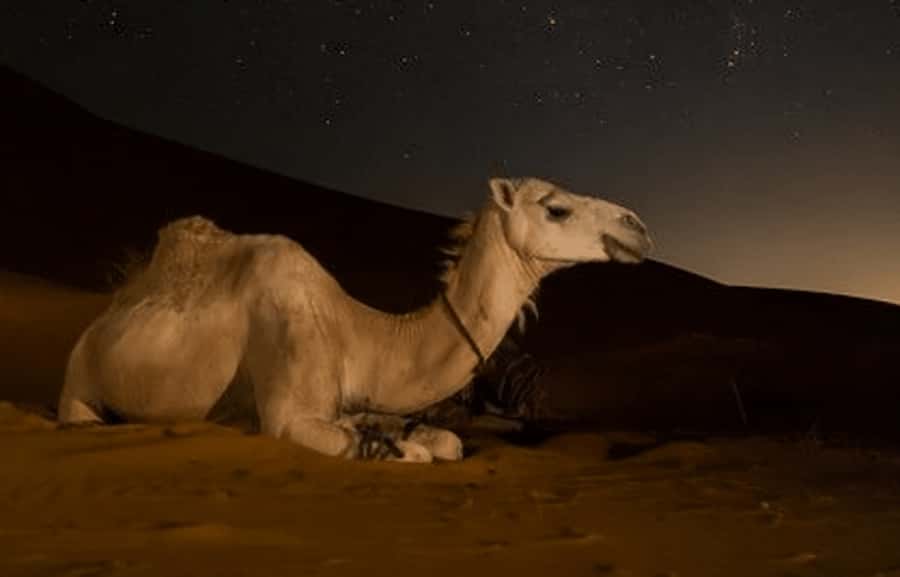 Doha: Night Desert Safari with Stargazing & Camel Ride - What the Toyota Land Cruiser adds