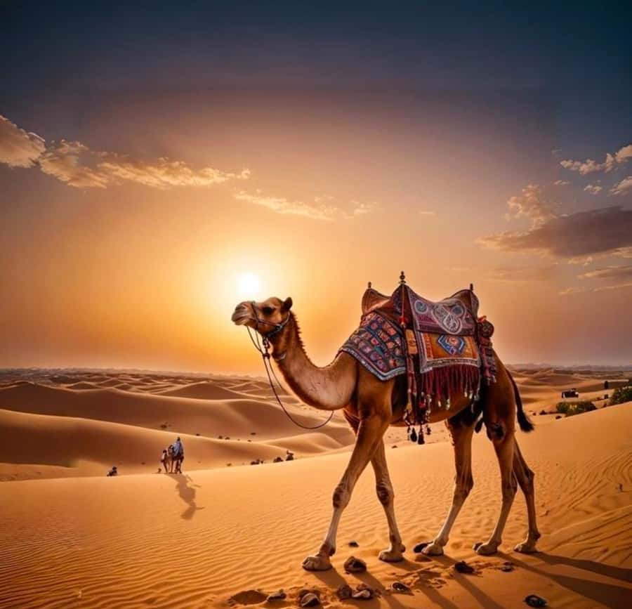 Doha: Nighttime Desert Safari with Dune Bashing & Camel Ride - Key points to know before you go