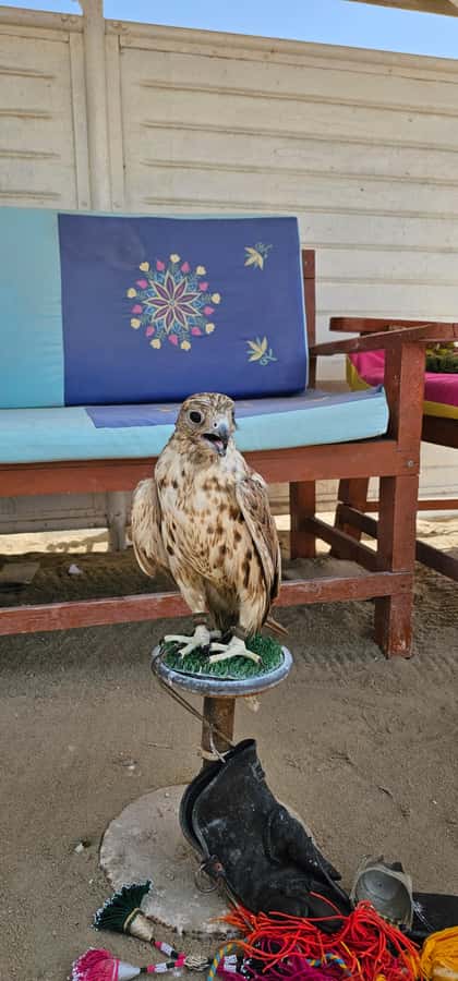 Doha:Private Desert Safari, Falcon, Sandboarding,inland sea - Dune bashing toward the Inland Sea
