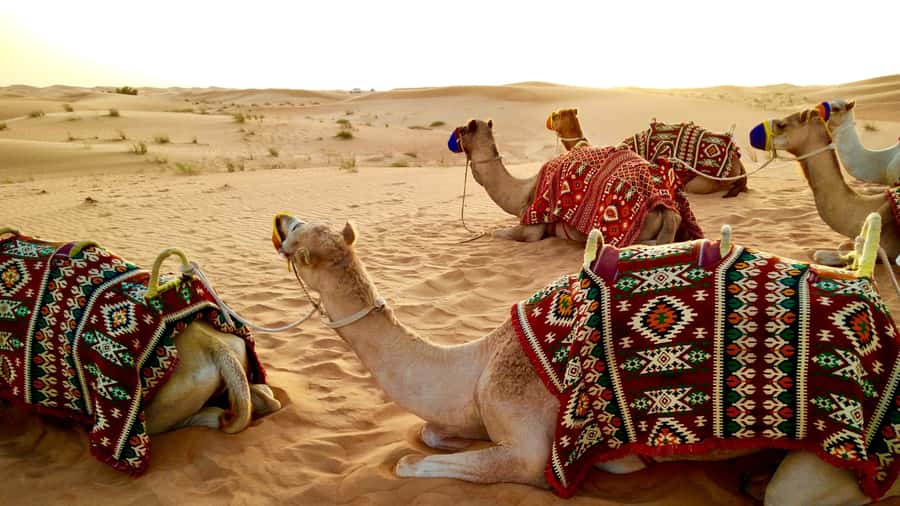Doha:Safari Tour with Lunch/Dinner in Desert by the Sea Side - From Doha to the open desert in a private Land Cruiser