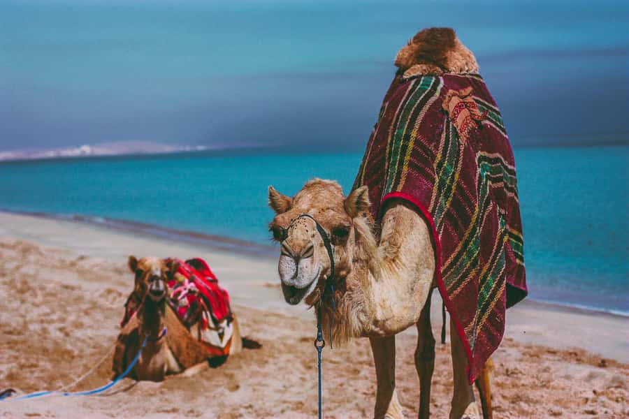 Doha:Safari Tour with Lunch/Dinner in Desert by the Sea Side - What $265 per person really buys you