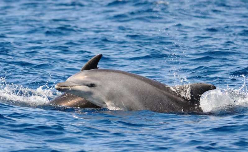 Dolphin Kayak Safari at Sunset at Golfo Aranci - Key points at a glance