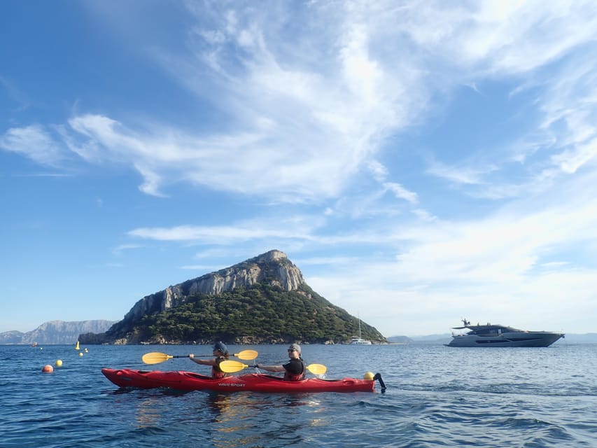Dolphin Kayak Safari at Sunset at Golfo Aranci - A closer look at the dolphin watching
