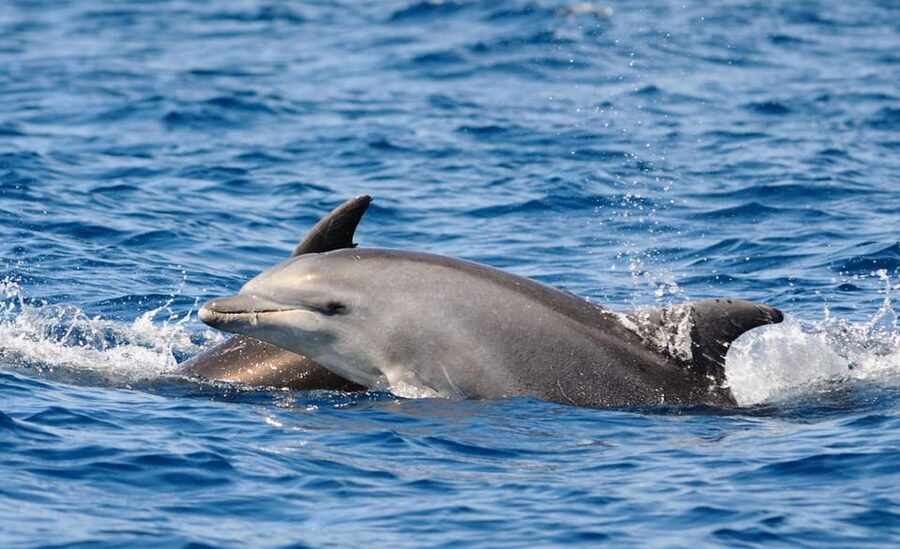 Dolphin Kayak Safari at Sunset at Golfo Aranci - What the $62 price includes