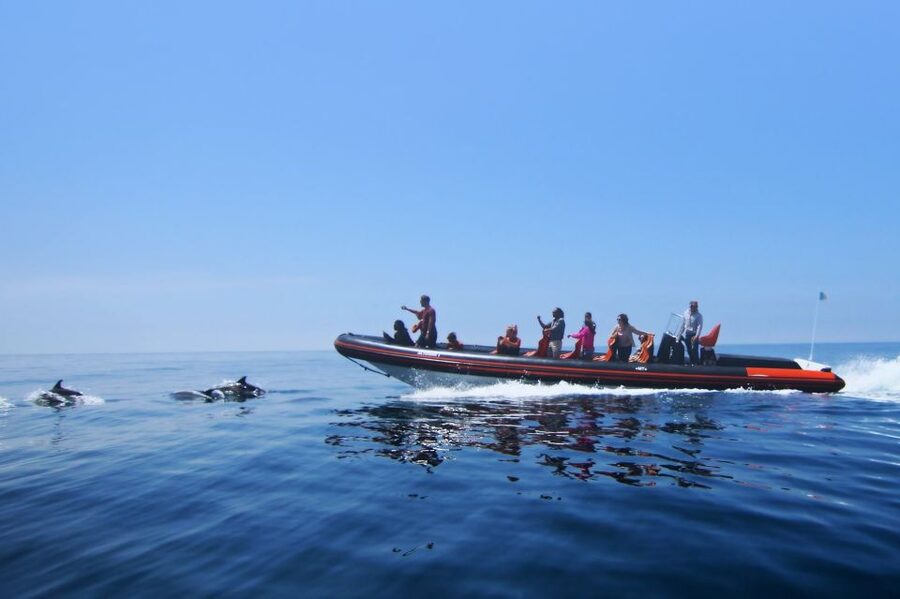 Dolphin Safari and Cave Tour in Vilamoura - Key points to know before booking