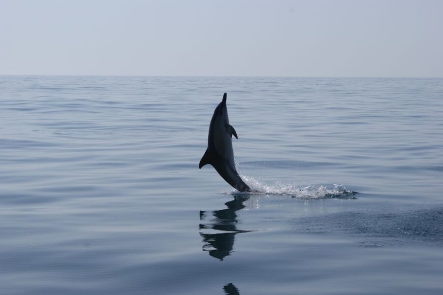 Dolphin Safari and Cave Tour in Vilamoura - Leaving Vilamoura Marina for the open sea