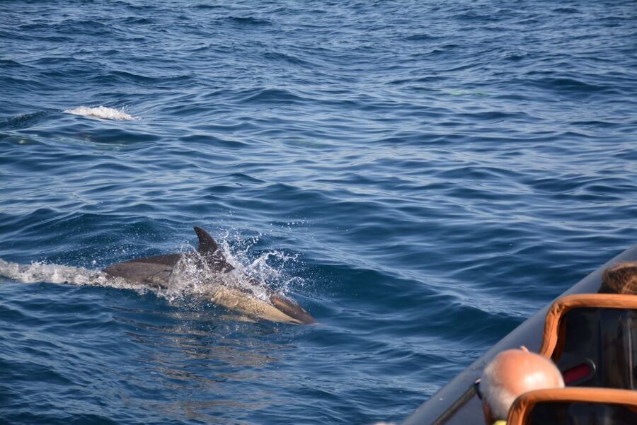 Dolphin Safari and Cave Tour in Vilamoura - Weather can change the plan