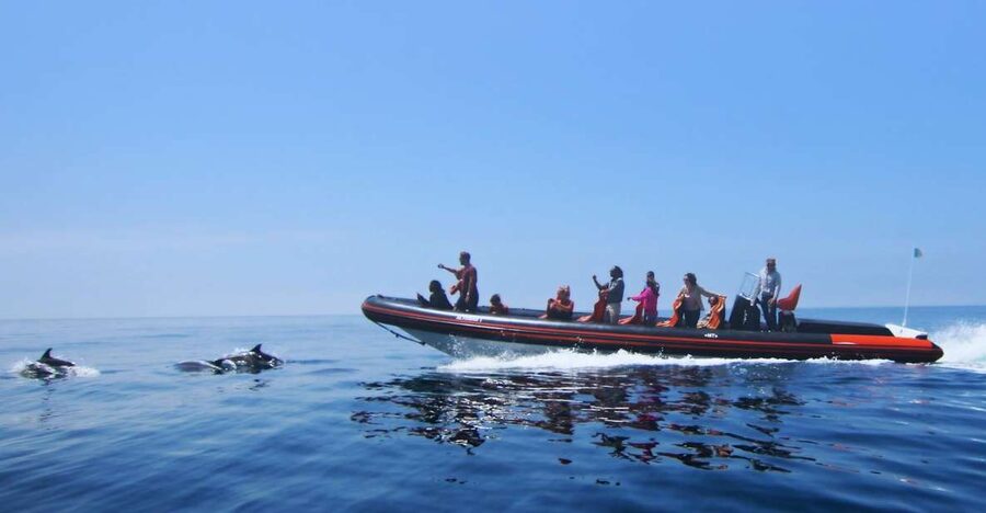 Dolphin Safari and Cave Tour in Vilamoura - Searching for dolphins off the Algarve coast