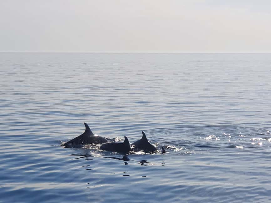 Dolphin Safari Boat Trip from Marina Funtana - The dolphin search