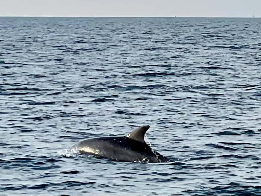 Dolphin Safari Boat Trip from Marina Funtana - Practical tips for a smoother evening