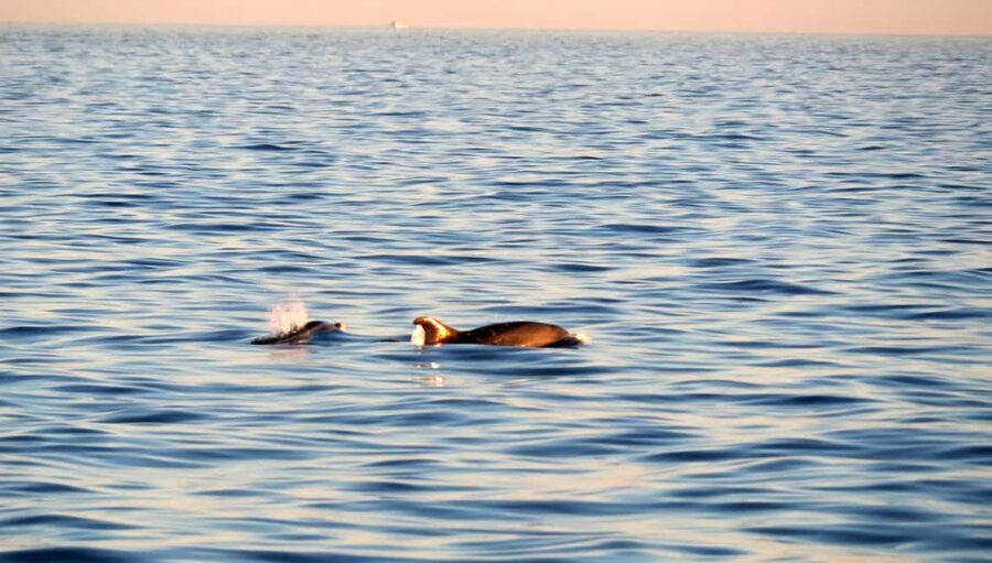 Dolphin Safari Boat Trip from Marina Funtana - Cruising the Vrsar and Funtana archipelago