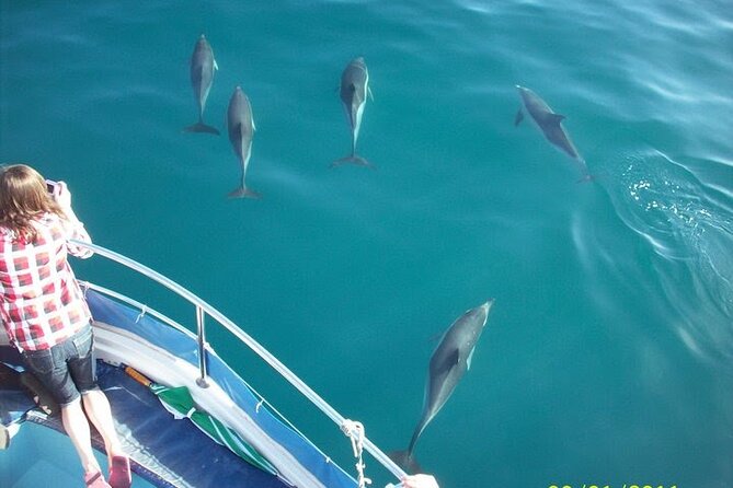 Dolphin Watching in Gibraltar Dolphin Safari V.I.P - Key points to know before boarding