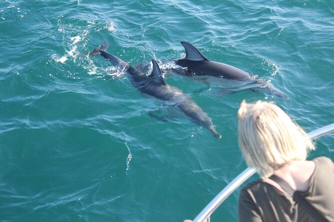 Dolphin Watching in Gibraltar Dolphin Safari V.I.P - Setting out from Marina Bay at 2:00 pm
