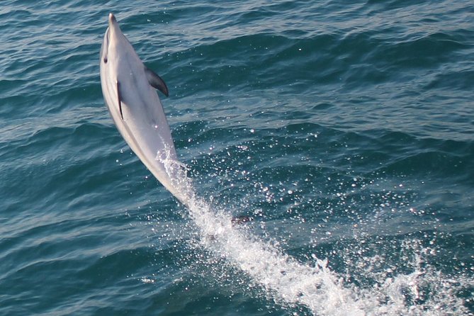 Dolphin Watching in Gibraltar Dolphin Safari V.I.P - Commentary that adds more than dolphin facts