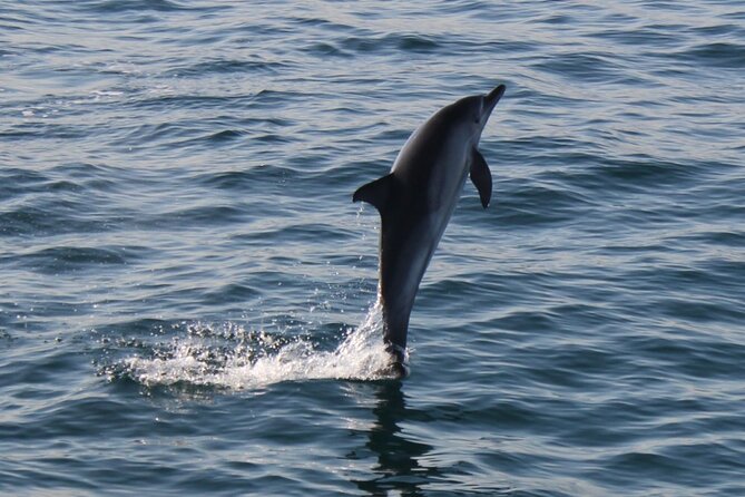 Dolphin Watching in Gibraltar Dolphin Safari V.I.P - How the $34 price measures up