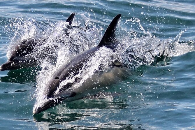 Dolphin Watching in Gibraltar Dolphin Safari V.I.P - Weather, sea conditions, and the dolphin guarantee