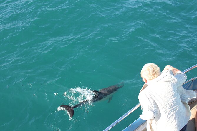 Dolphin Watching in Gibraltar Dolphin Safari V.I.P - Searching for dolphins in the Strait