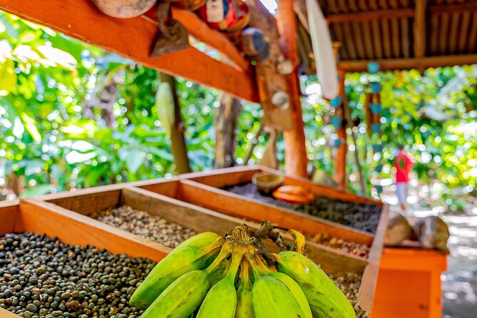 Dominican Republic Countryside Safari Tour from Punta Cana - Maria’s home, cocoa, coffee, and mamajuana