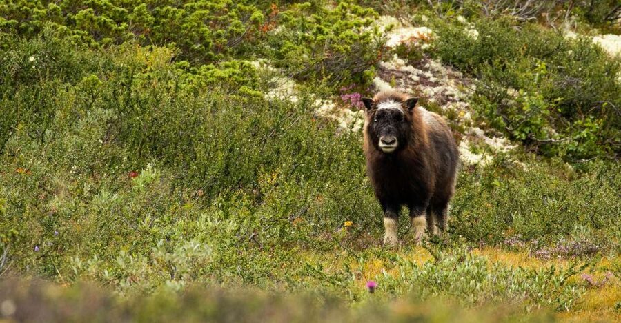 Dovrefjell National Park: Hiking Tour and Musk Ox Safari - Key points to know before you go