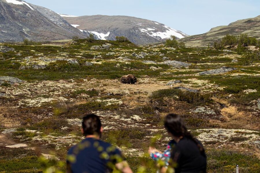 Dovrefjell National Park: Hiking Tour and Musk Ox Safari - Why musk ox make Dovrefjell worth the walk