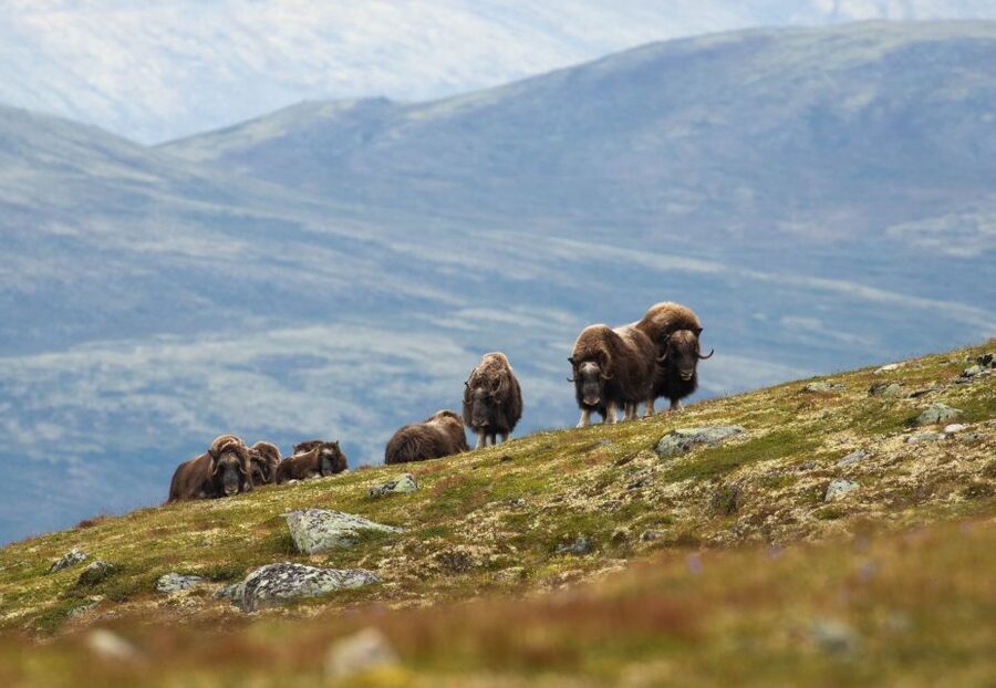 Dovrefjell National Park: Hiking Tour and Musk Ox Safari - The five-to-six-hour hike through Dovrefjell