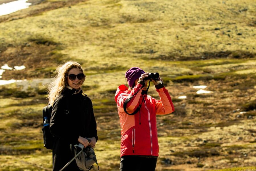 Dovrefjell National Park: Hiking Tour and Musk Ox Safari - Watching musk ox from 200 meters