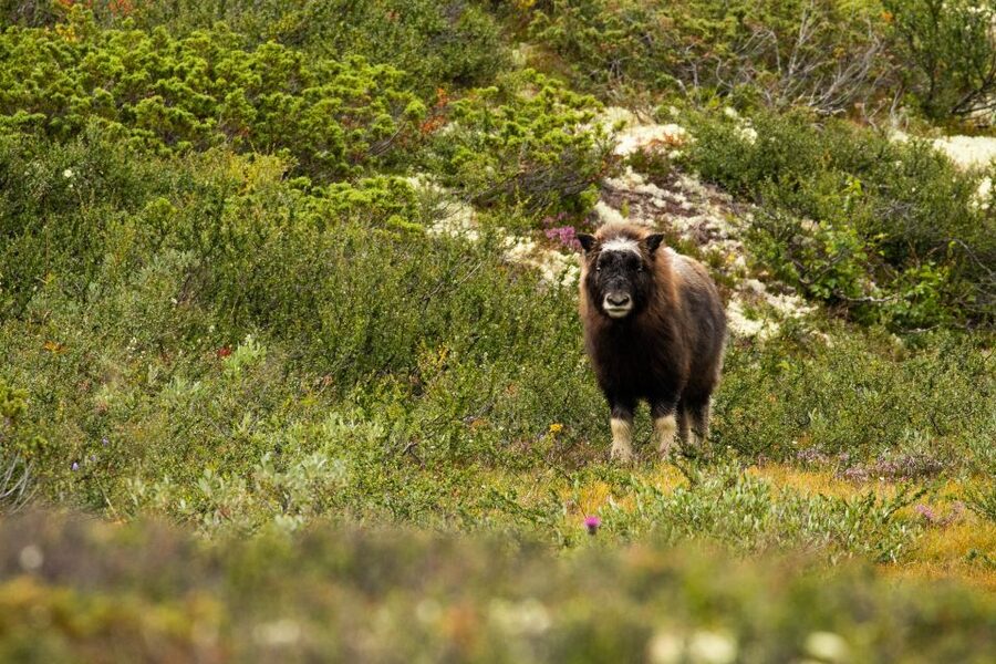 Dovrefjell National Park: Hiking Tour and Musk Ox Safari - What the $64 price includes
