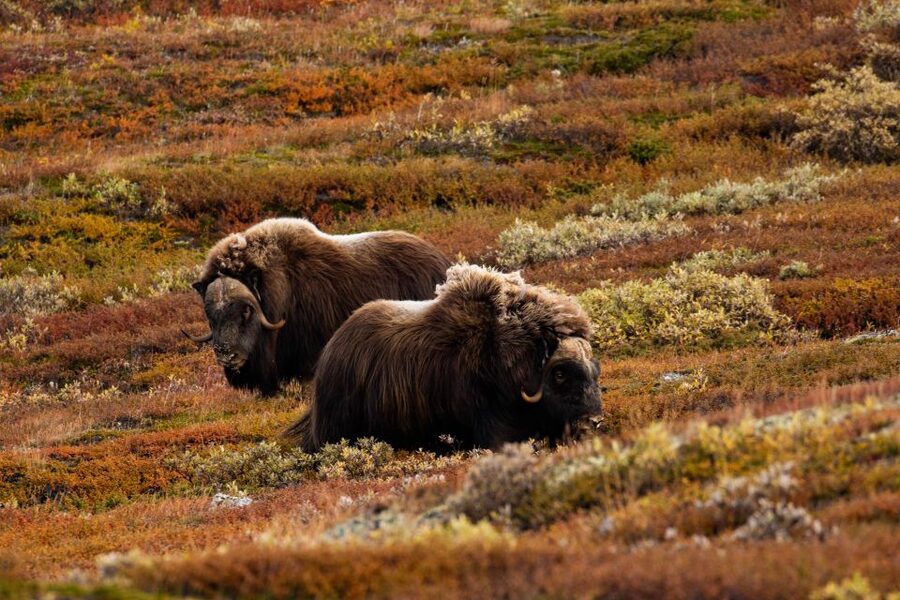 Dovrefjell National Park: Hiking Tour and Musk Ox Safari - Practical planning for Hjerkinn